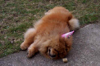 geburtstag7_bild5.jpg (141728 Byte)